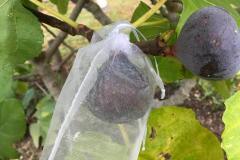 Protect the figs with bags to make sure you get to eat them
