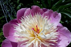Peonies make a splash of colour and never let you down.