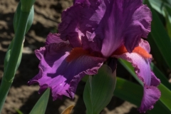 DSCF8141