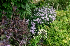 Red shiso and asters