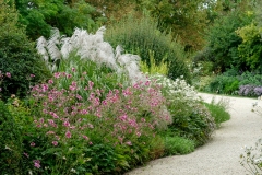 Miscanthus sinensis x 'Memory' and Japanese anemones