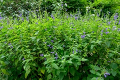 Salvia guaranitica 'Blue Enigma'