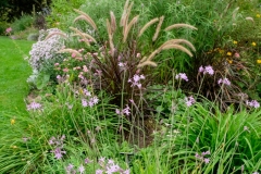 Tulbaghia violacea