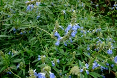 Salvia ulignosa 'Blue Sky'