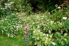 Persicaria virginiana 'painter's palette'