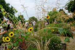 The medicinal and aromatic garden