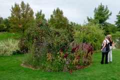 verbena bonariensis and amaranth surrounding the fruit tree