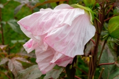 a fading hibiscus